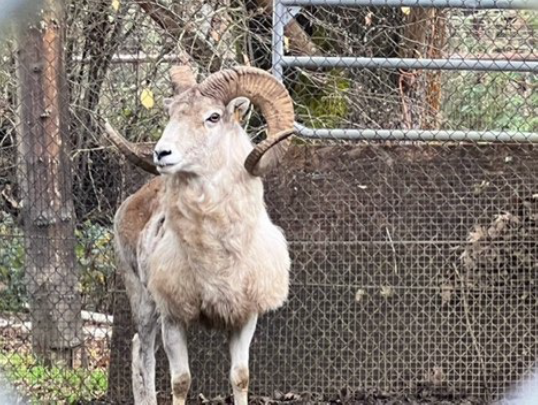 A market for animal clones